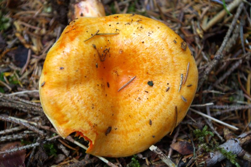 Lactarius salmonicolor
